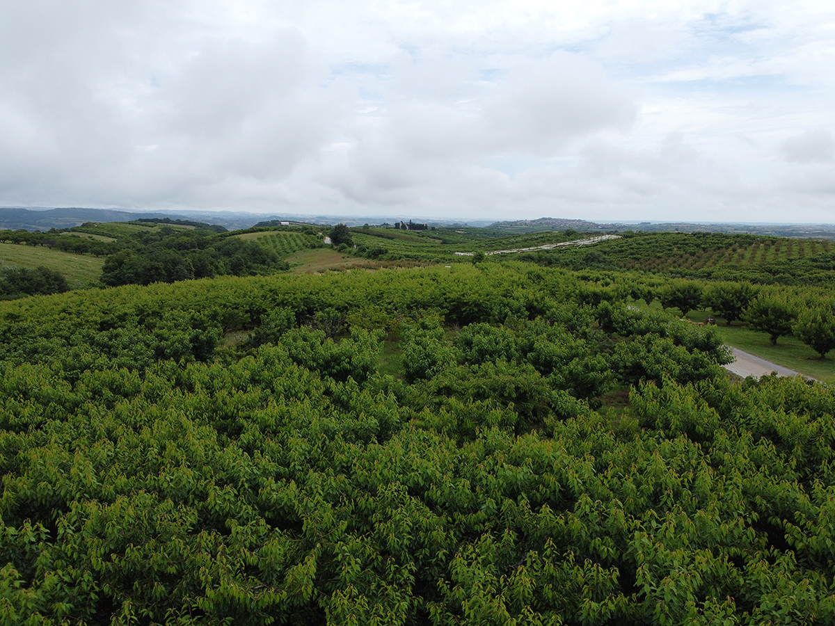 Seeing Greece through the cherry & kiwi fields (recipes included): drone image of a cherry orchard 