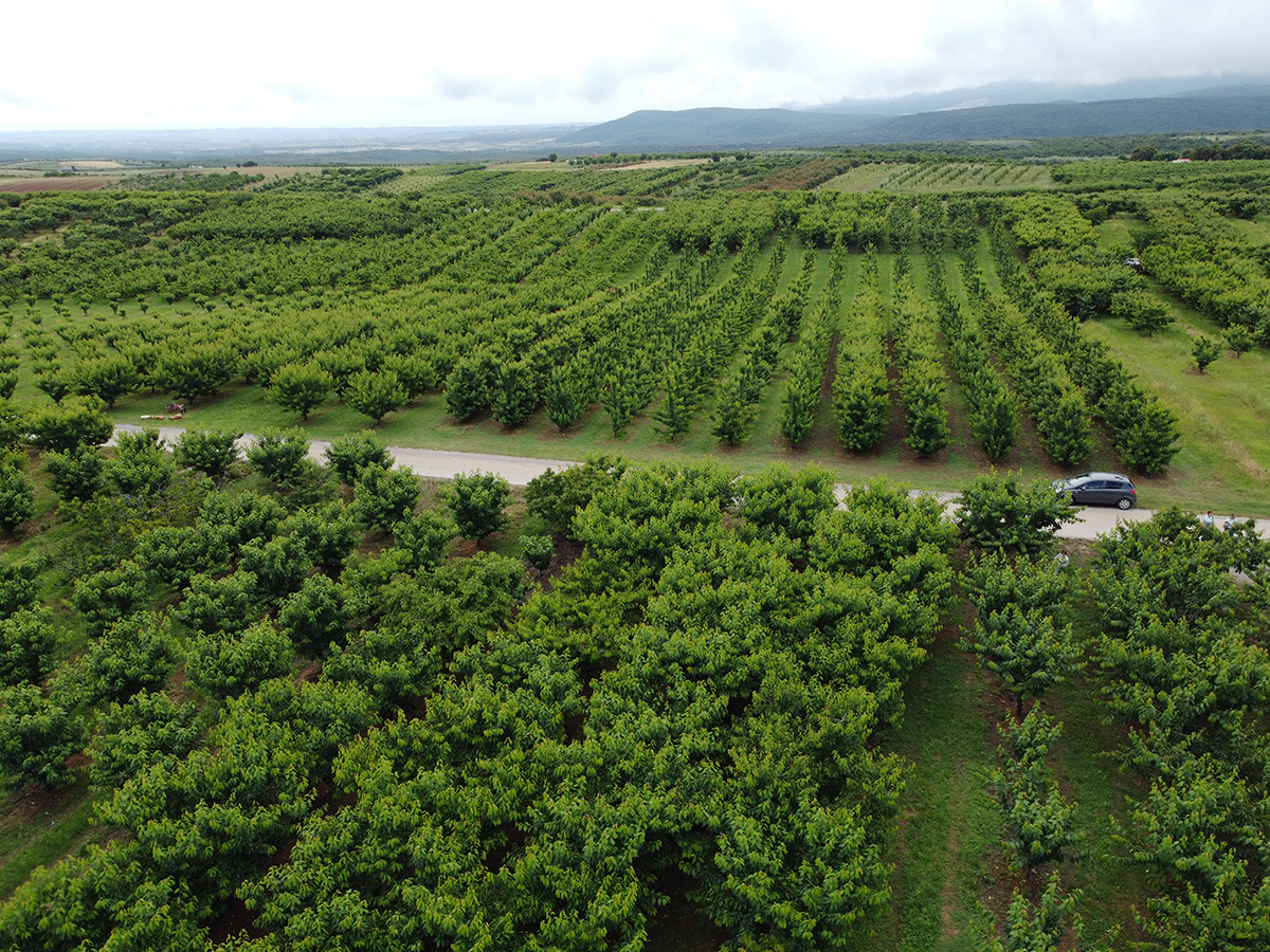 cherry orchard seen from up above 