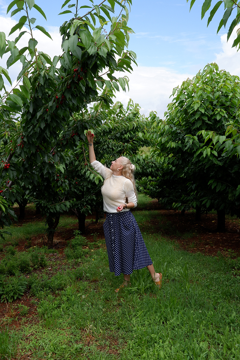 Seeing Greece through the cherry & kiwi fields (recipes included): a woman in a beige sweater and blue polka dot skirt reaching for a cherry 