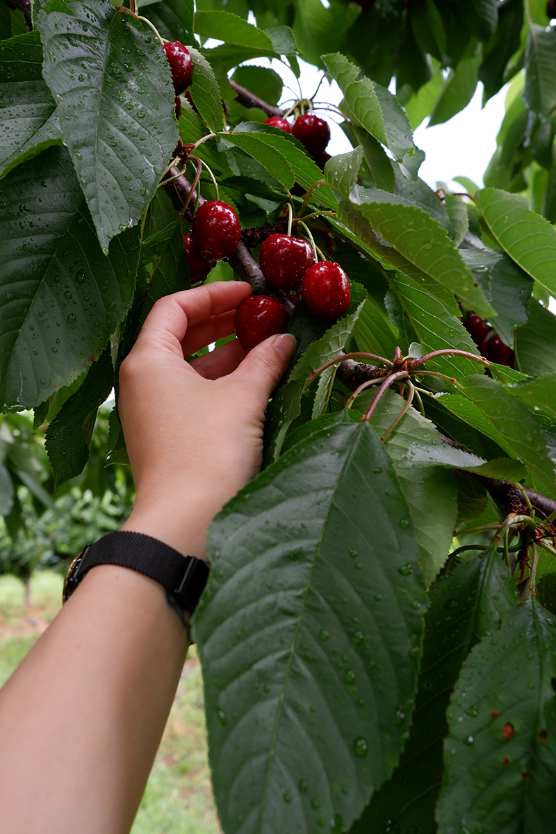 a hand picking a cherry of a tree