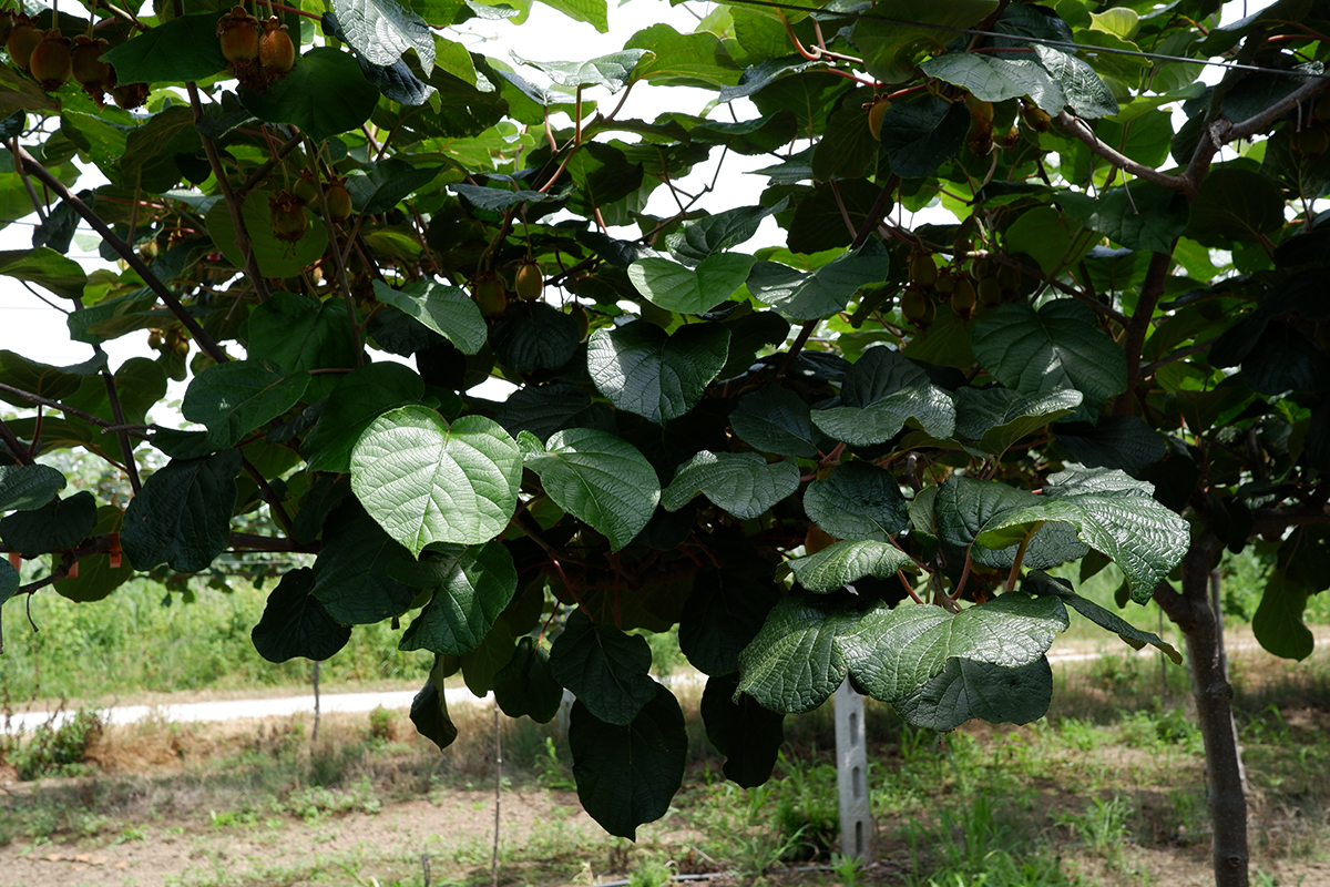 Seeing Greece through the cherry & kiwi fields: kiwi vineyard with large round leaves on the plant