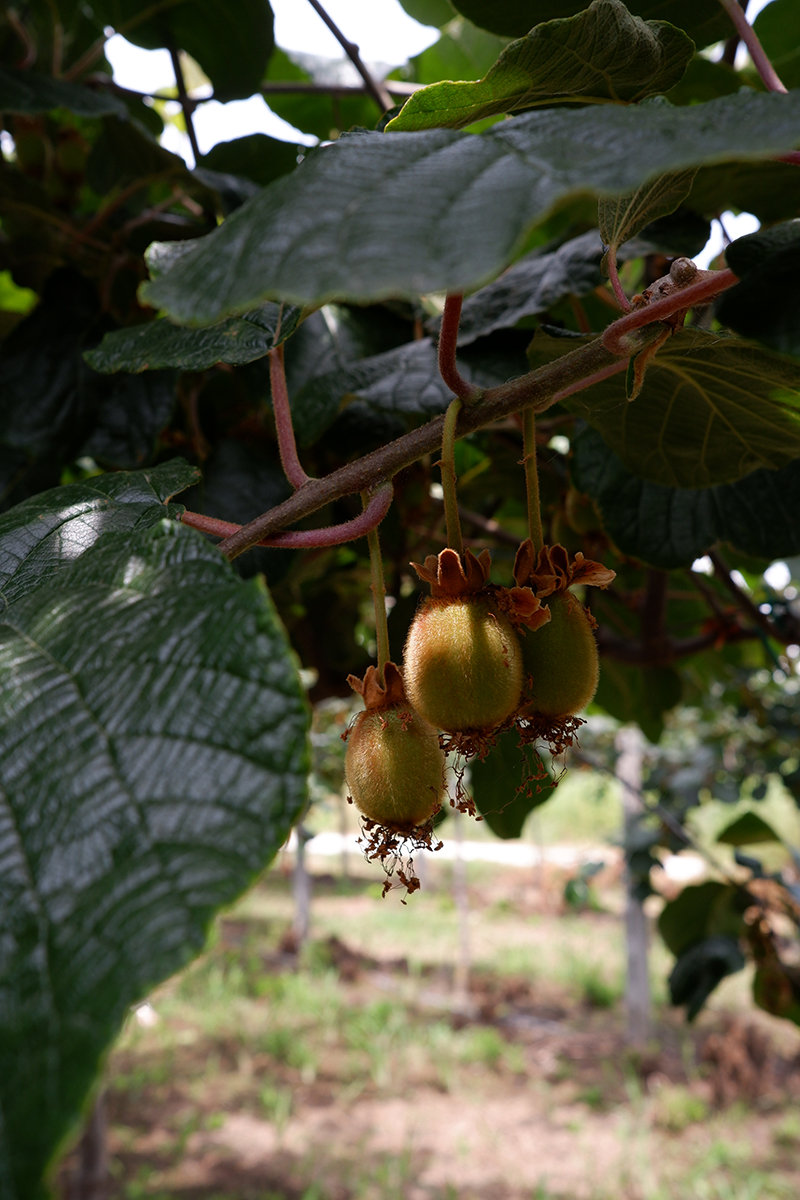 kiwi plant on a vine