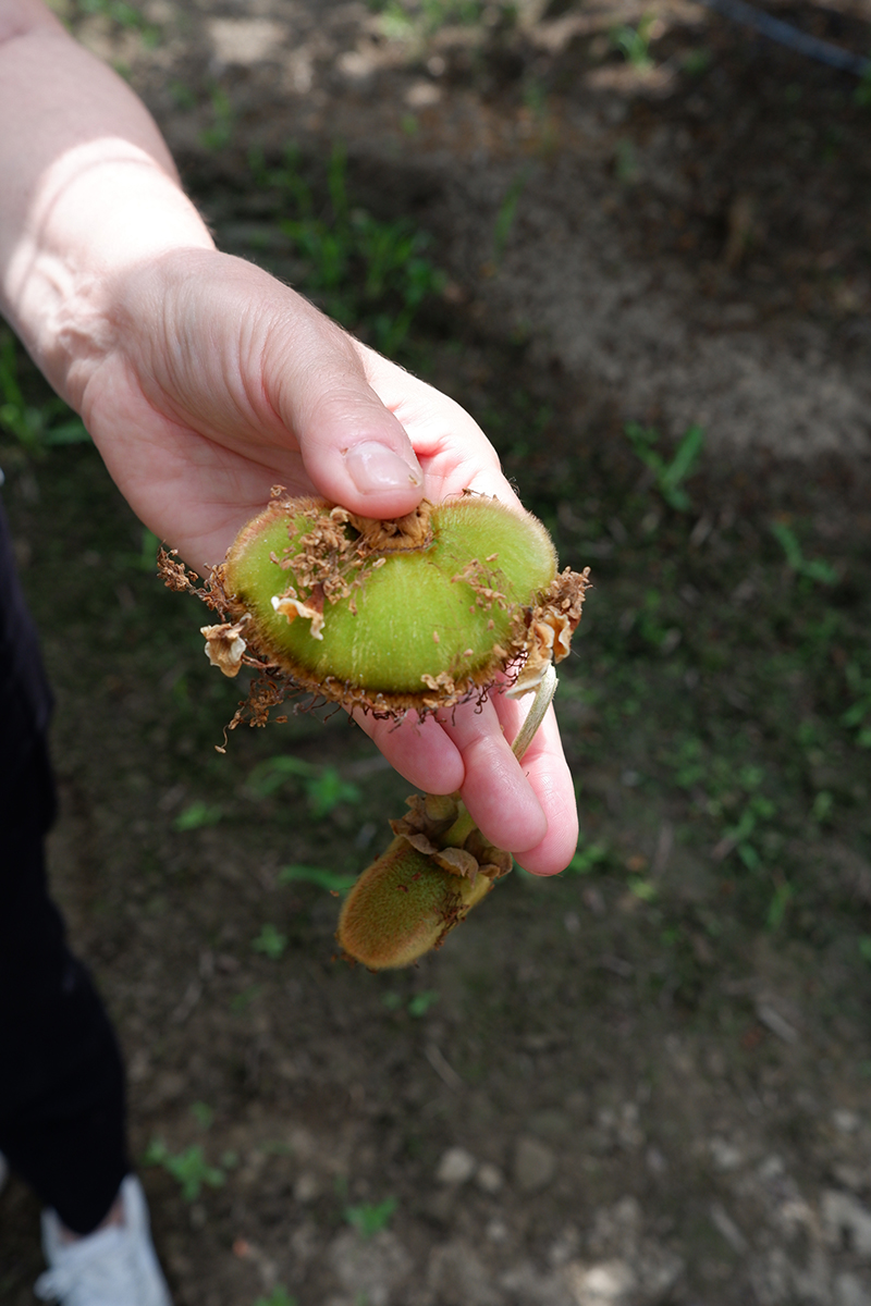 Seeing Greece through the cherry & kiwi fields 