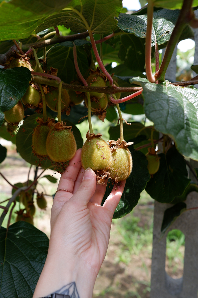 Seeing Greece through the cherry & kiwi fields (recipes included): kiwi plant on a kiwi vine