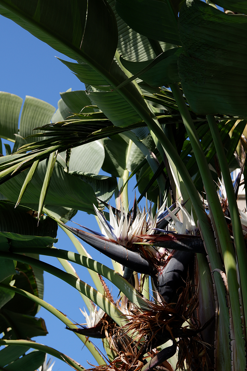 Blue birds of paradise plant