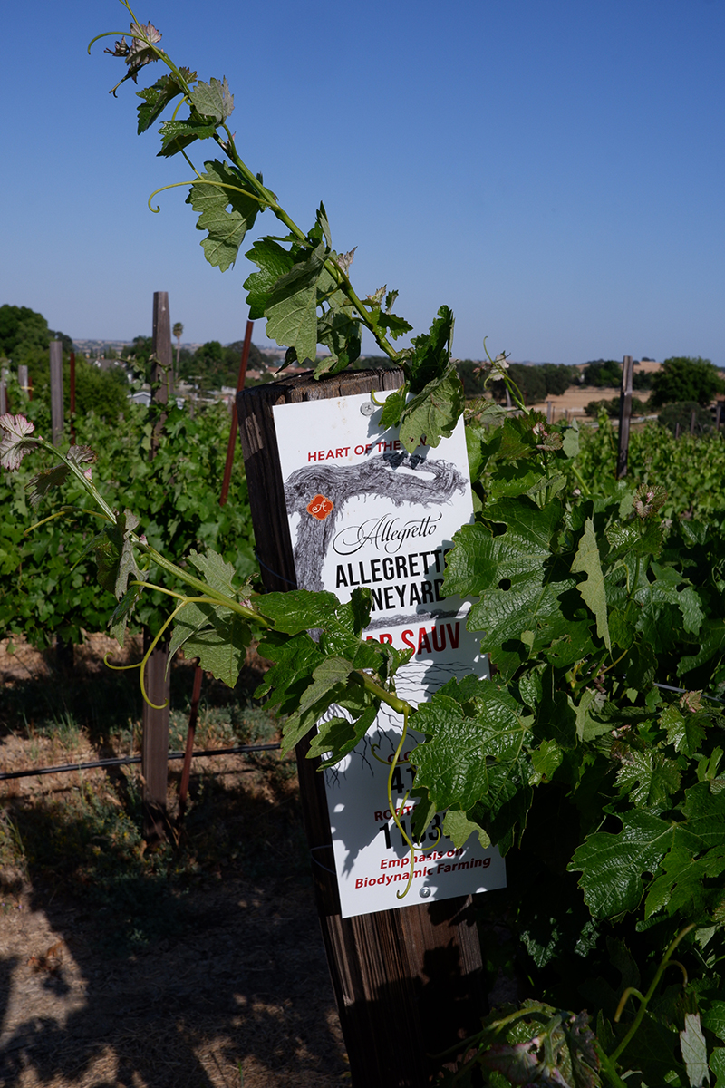 vineyard Allegretto Wines