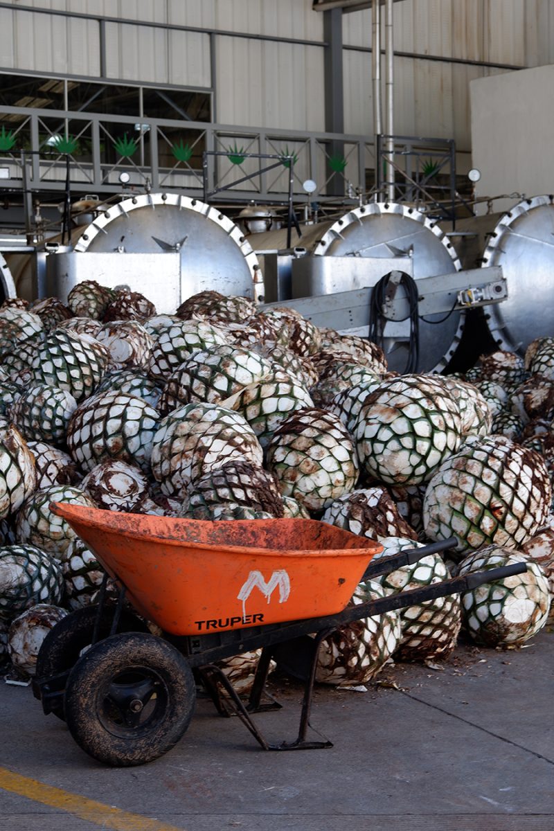 El Tequileño distillery tequila tasting tour, how tequila is made